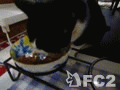 動画:てんちゃん